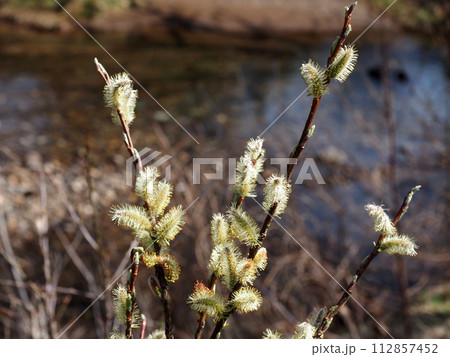 早春の小川の水辺に咲くネコヤナギの花 112857452
