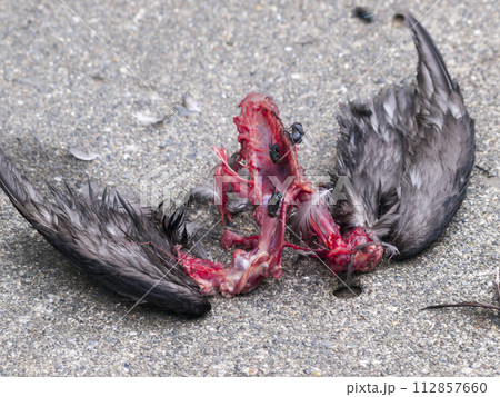 海鳥の死がい 羽と赤い骨 海鳥の死がい 羽と赤い骨 112857660