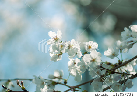 さわやかな青空と白い桜の花 112857732