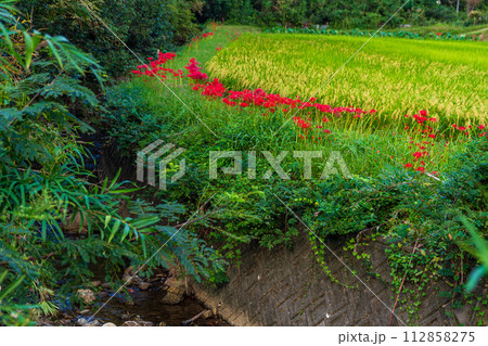 静岡県周智郡森町橘　曼珠沙華の花咲く風景 112858275