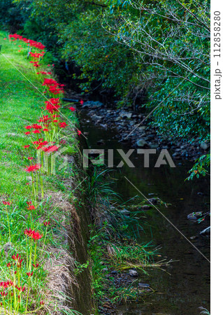 静岡県周智郡森町橘　曼珠沙華の花咲く風景 112858280