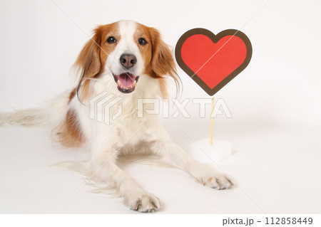 コーイケルホンディエとハートマーク コーイケルホンディエとハートマーク 112858449