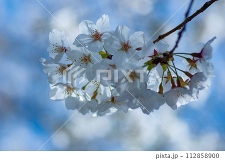 青空と桜の花 112858900