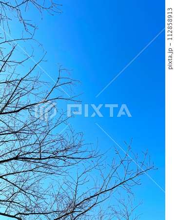 青空と開花が待ち遠しい桜の枝 青空と開花が待ち遠しい桜の枝 112858913