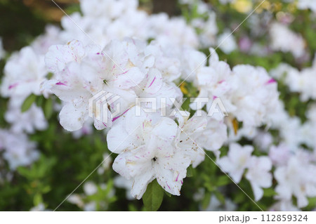 偕楽公園 三重県津市 偕楽公園 三重県津市 112859324