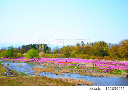 芝桜　シバザクラ　しばざくら　立谷川　桜　山形市 112859455