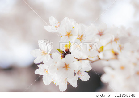 ソメイヨシノの白い花 112859549