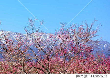 満開の梅　梅林　最上川　長井市 112859743