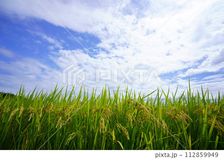 京都府木津川市・豊作の稲穂 112859949