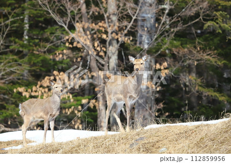 早春 草を食べに来た エゾシカの群れ 早春 草を食べに来た エゾシカの群れ 112859956