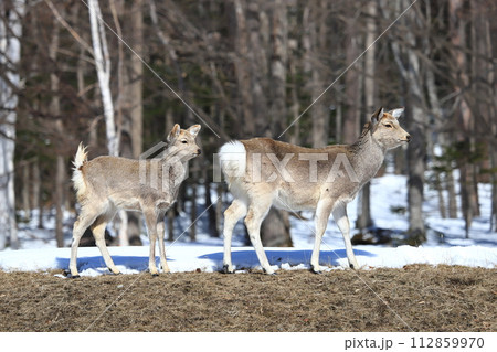 早春 草を食べに来た エゾシカの親子 早春 草を食べに来た エゾシカの親子 112859970
