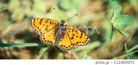 Orange-spotted butterfly in spring meadow Melithea trifle Cyriaca Orange-spotted butterfly in spring meadow Melithea trifle Cyriaca 112860055