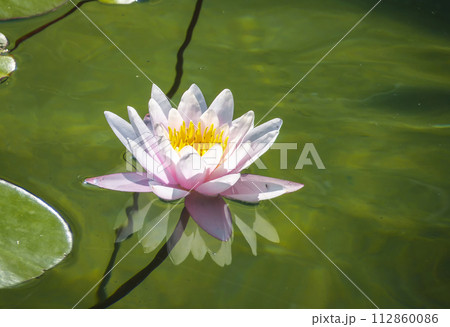 Close-up of a pink water lily with a yellow center, floating on a calm pond Close-up of a pink water lily with a yellow center, floating on a calm pond 112860086