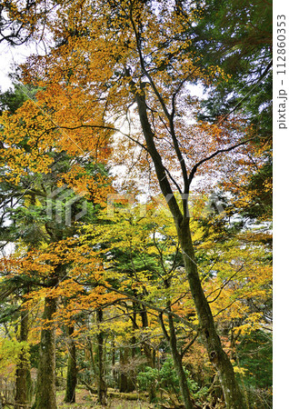 紅葉の丹沢山地　本間ノ頭南東尾根の紅葉 112860353