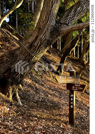 朝日の登山道 丹沢の大山三峰 コナラの森 朝日の登山道 丹沢の大山三峰 コナラの森 112860406