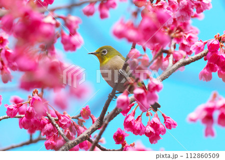 桜の花とメジロ 112860509