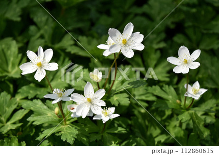 ニリンソウ（二輪草） 112860615