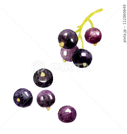 カシス　フルーツの手描き水彩イラスト素材 112860649