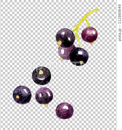 カシス　フルーツの手描き水彩イラスト素材 112860649