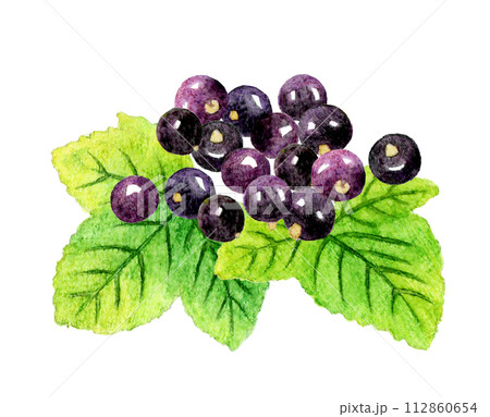 カシスと葉っぱ　フルーツの手描き水彩イラスト素材 112860654
