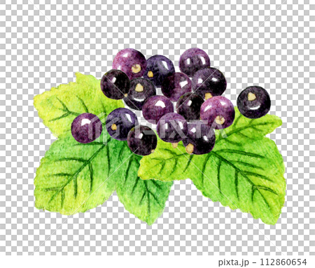 Blackcurrant and leaves Hand-drawn watercolor illustration material of fruit Blackcurrant and leaves Hand-drawn watercolor illustration material of fruit 112860654