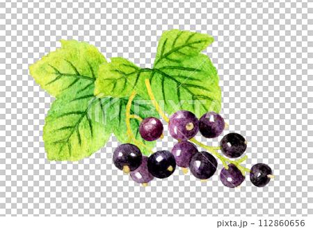黑醋栗和葉子水果手繪水彩插畫素材 112860656