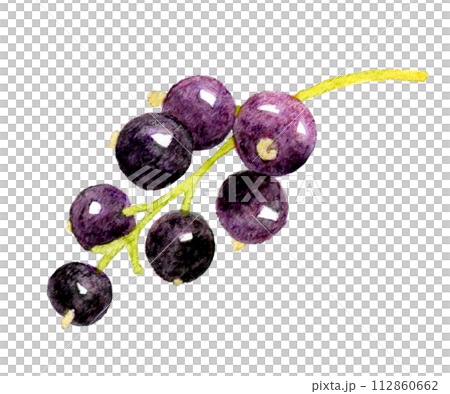 Blackcurrant fruit hand-drawn watercolor illustration material 112860662