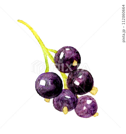 カシス　フルーツの手描き水彩イラスト素材 112860664