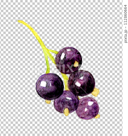Blackcurrant fruit hand-drawn watercolor illustration material Blackcurrant fruit hand-drawn watercolor illustration material 112860664