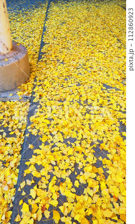 秋のイチョウの黄葉の風景 112860923