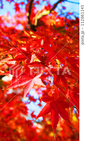 赤が目立つ秋の紅葉の美しい風景 112861145