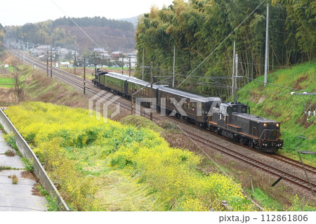 菜の花とJR九州の50系客車「SL人吉」「DL人吉」1 112861806
