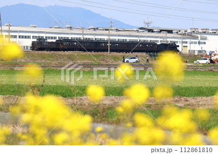 菜の花とJR九州の50系客車「SL人吉」「DL人吉」3 112861810
