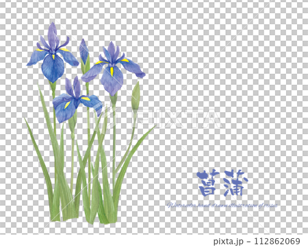用手寫字母寫的藍色鳶尾花的插圖 112862069