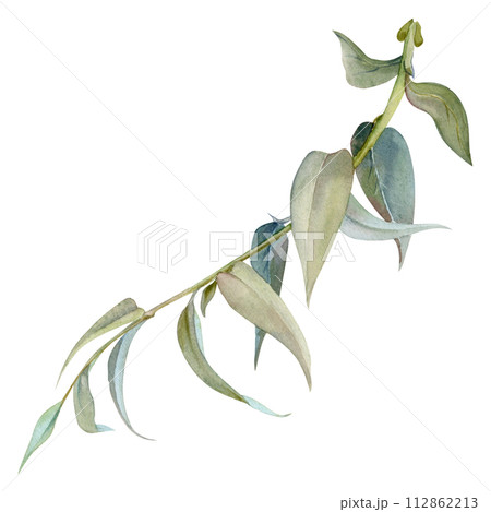 Hand drawn watercolor illustration botanical leaves. Osier ash oak acacia blackwood willow lancet eucalyptus laurel branch. Single object isolated on white background. Design wedding, love cards, shop 112862213