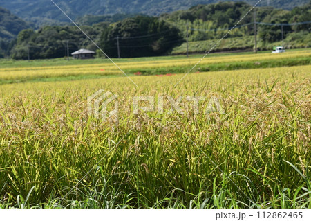田んぼのあぜ道に咲く彼岸花 田んぼのあぜ道に咲く彼岸花 112862465