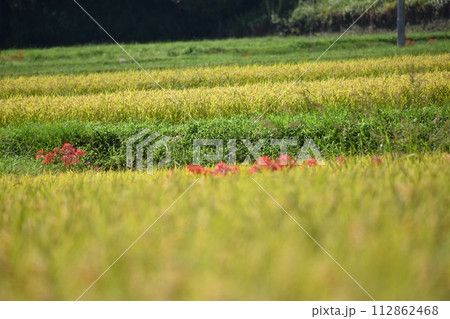 田んぼのあぜ道に咲く彼岸花 112862468