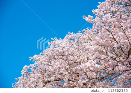 美しく満開に咲き誇る桜と青い空 美しく満開に咲き誇る桜と青い空 112862586