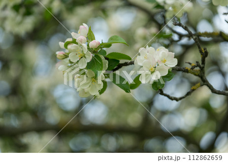 apple blossom in early summer closeup flowers 112862659