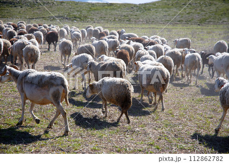 herd of sheeps 112862782
