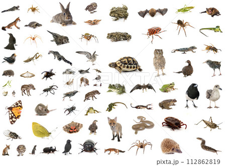 european wildlife in studio european wildlife in studio 112862819