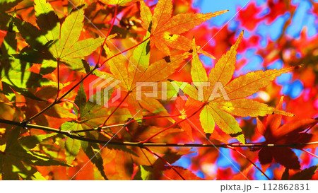 秋の紅葉の美しい風景 秋の紅葉の美しい風景 112862831