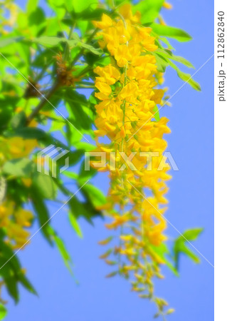 快晴の青空と満開の金鎖（黄花藤） 112862840