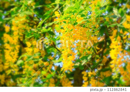 鮮やかな満開の黄花藤 112862841