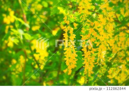 鮮やかな満開の黄花藤 112862844