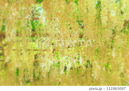 爽やかな満開の白藤 爽やかな満開の白藤 112863097