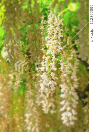 爽やかな満開の白藤 爽やかな満開の白藤 112863099