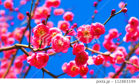 早春の紅梅と青空の美しい風景 112863199