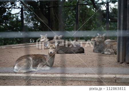 日本の神奈川県川崎市にある夢見ヶ崎動物公園の動物たち 日本の神奈川県川崎市にある夢見ヶ崎動物公園の動物たち 112863811