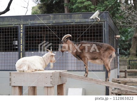 日本の神奈川県川崎市にある夢見ヶ崎動物公園の動物たち 日本の神奈川県川崎市にある夢見ヶ崎動物公園の動物たち 112863822